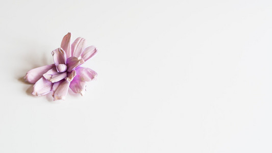 一个单一干丁香花上中性的背景