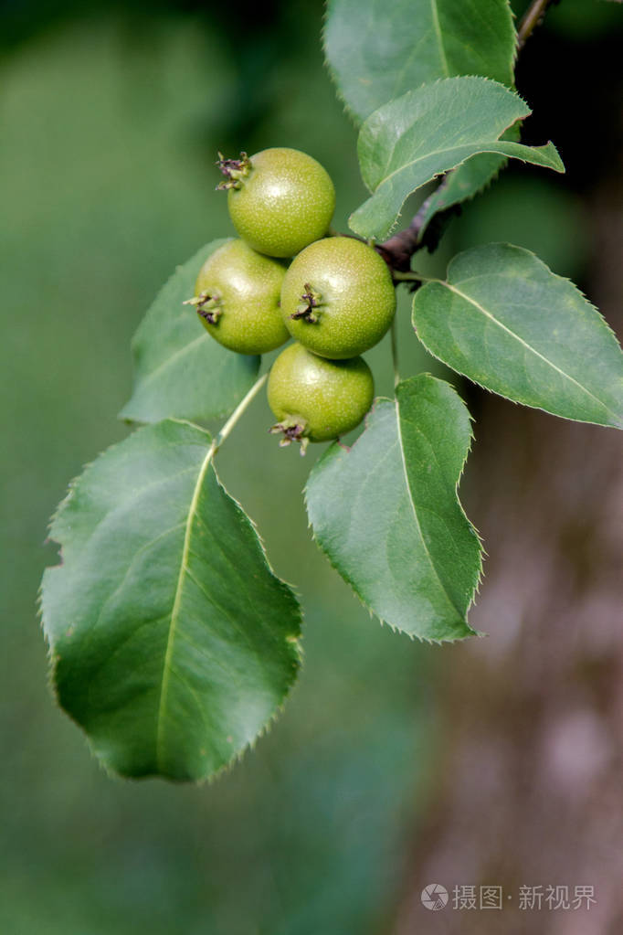野生梨果实成熟一棵树上
