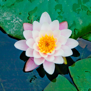 水中花下载图片