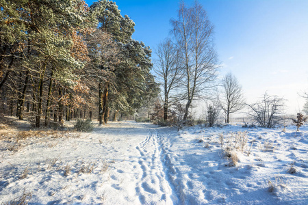 冬天的景观, 雪在路上穿过森林和蓝天