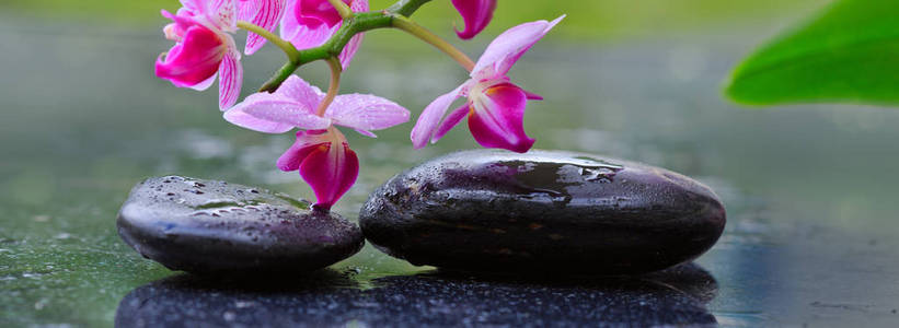 黑色 spa 石头和粉红色的兰花。健康背景