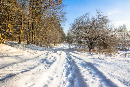 冬季景观雪在路径通过森林