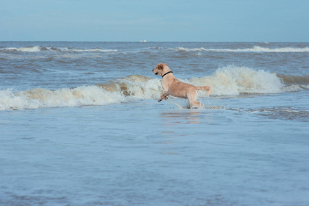 在海岸的快乐有趣的狗猎犬