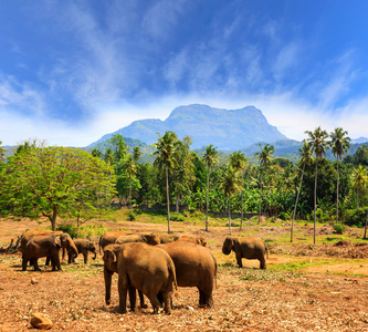 在公园 Pinawella 对斯里兰卡的大象