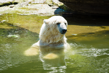 北极熊 熊绕杆菌 在水中