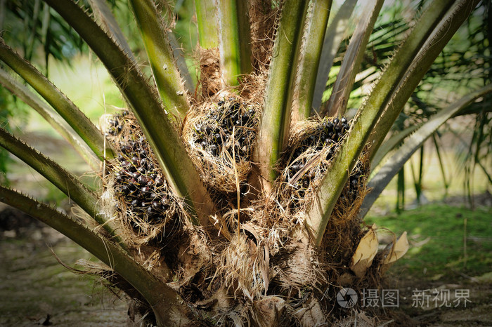 新鲜的油棕榈果