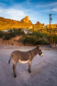 一头驴，奥特曼，亚利桑那州