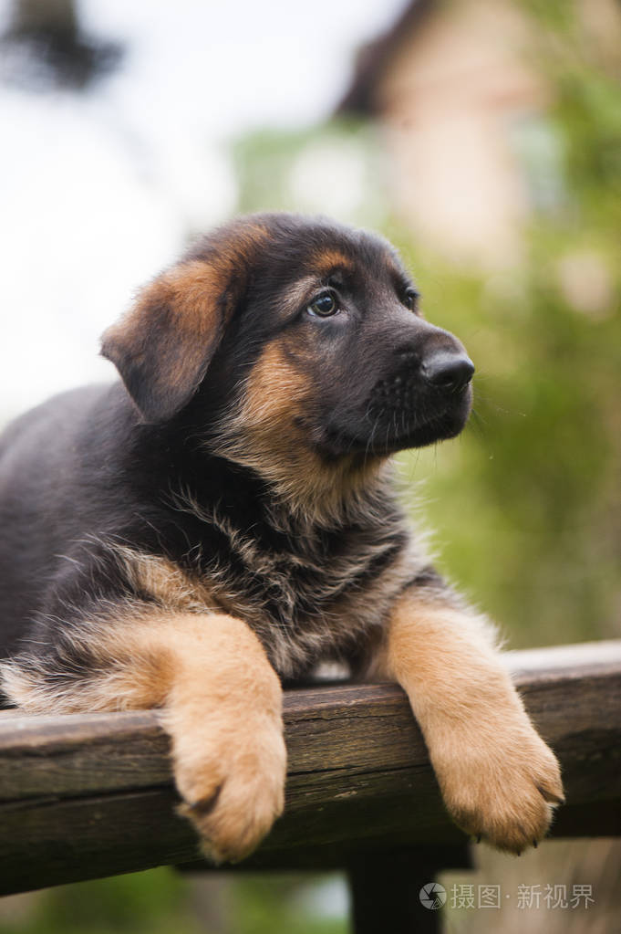 德国牧羊犬小狗