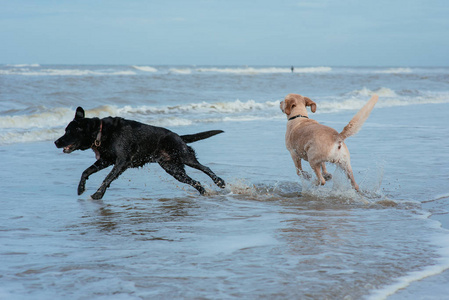 在海岸的快乐有趣的狗猎犬