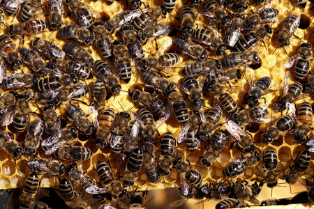工作酿蜜的蜜蜂图片