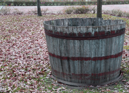 木制浴缸期间的收获和酿酒采摘葡萄