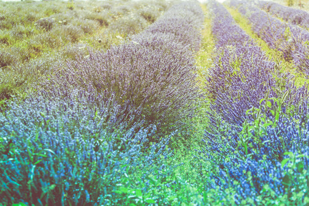 夏天在普罗旺斯，法国的薰衣草田