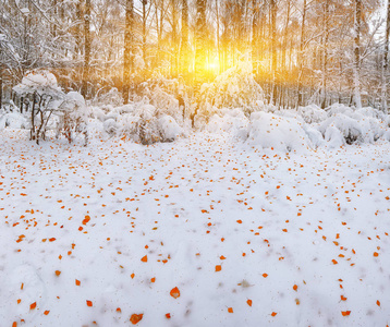 在森林里的第一场雪。雪覆盖在树林里的树木