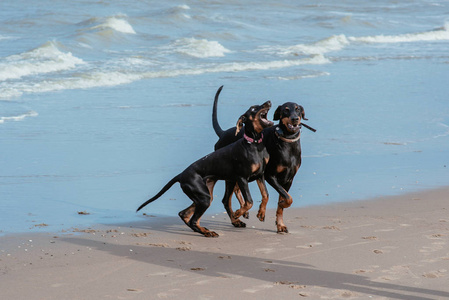 快乐有趣的狗杜宾在海岸
