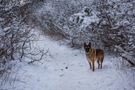 德国牧羊犬构成沿雪覆盖路径