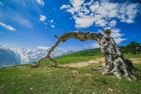 在山顶与云朵上树