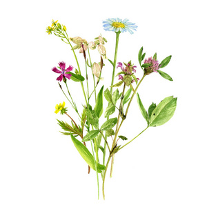 水彩绘画花卉和植物
