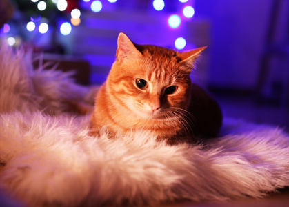 红猫在家里在圣诞节的时候