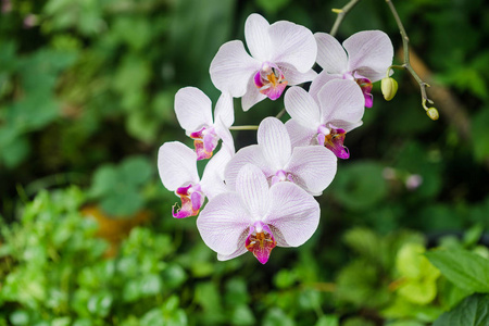 美丽的兰花花