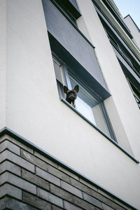 法国斗牛犬望窗外，外面进院子的房子