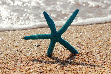 在岸边的沙滩上的海星图片