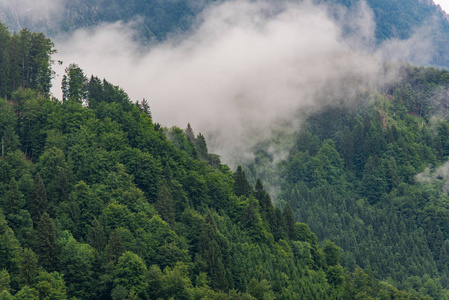 雾气很重，雾山针叶树