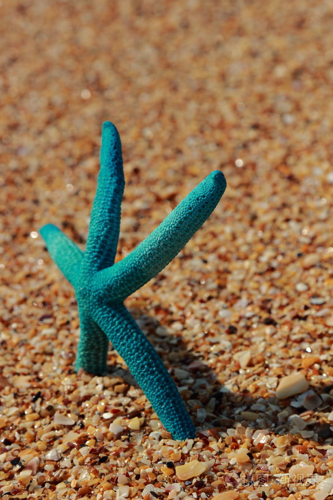 在岸边的沙滩上的海星