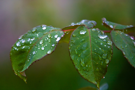 树上的叶子与雨滴