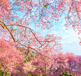 樱花或樱花