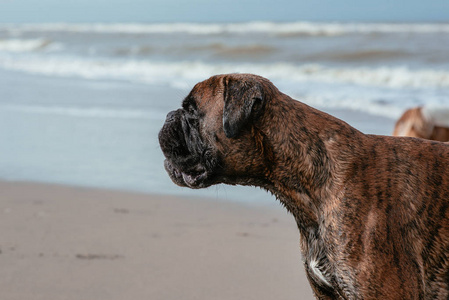 在海岸的快乐有趣的狗