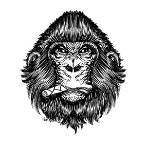 猴子的明信片图片