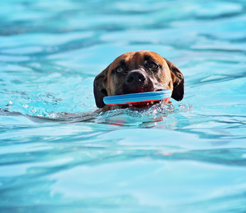 小狗在游泳池图片