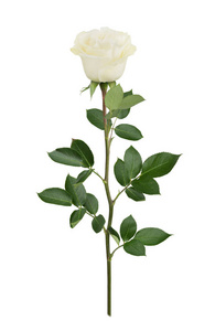 白色的玫瑰的全面深度的字段。详细的润饰