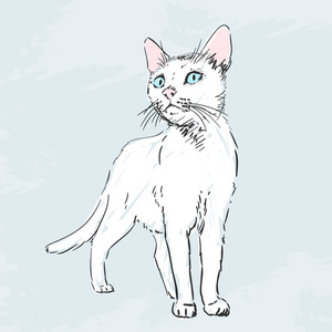 白色的猫猫素描