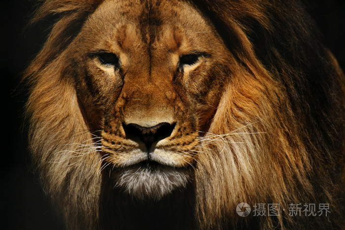 狮子男性特写照片 正版商用图片0v7r82 摄图新视界