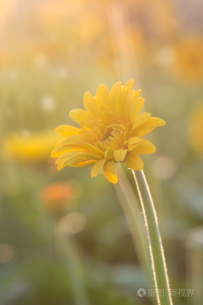 非洲菊花卉在早晨的阳光下