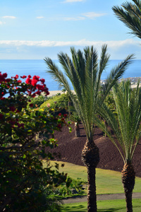 西班牙加那利岛的热带花园在特内里费岛南部海岸