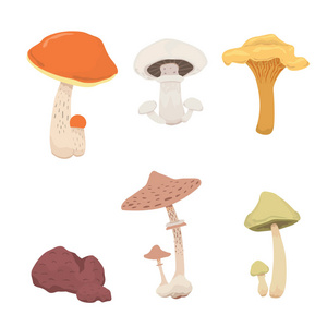 不同种类的可食用的蘑菇蘑菇自然做饭