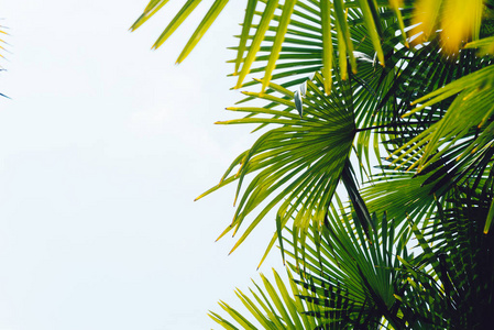 棕榈树蓝天的衬托，棕榈树在热带海岸，老式的调子和程式化，椰子树，夏天树，复古