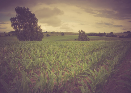 玉米场景观的旧照片