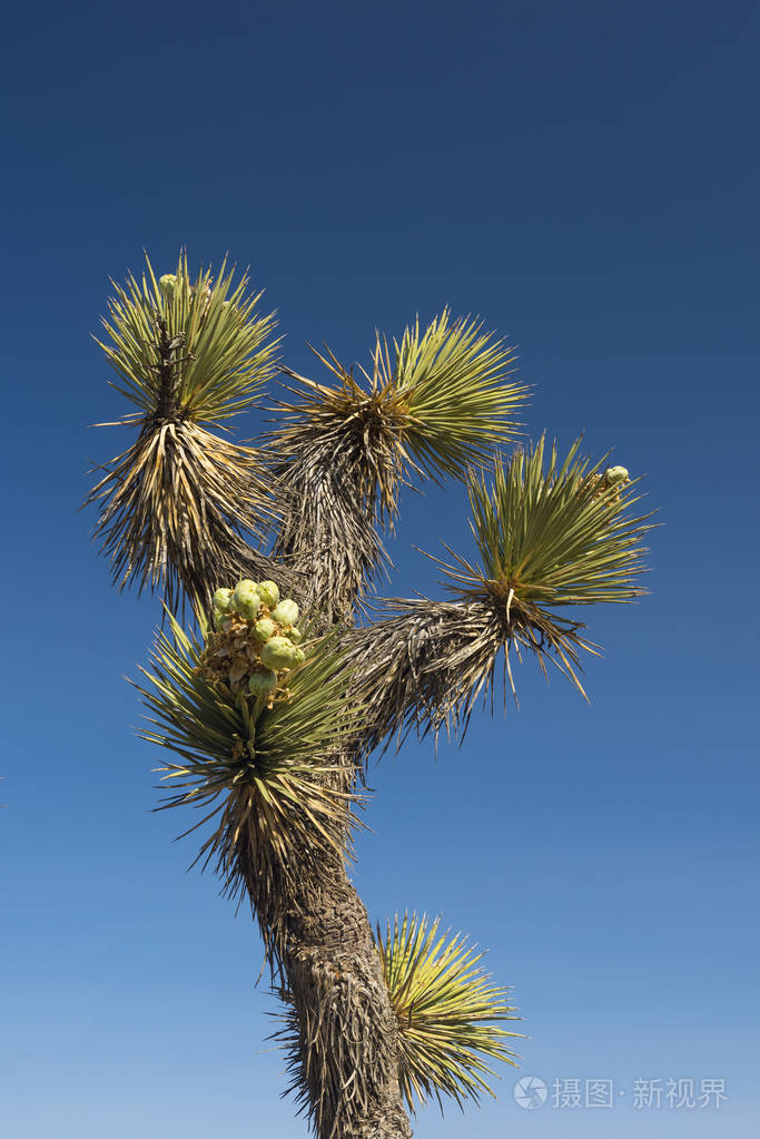 在沙漠中的约书亚树
