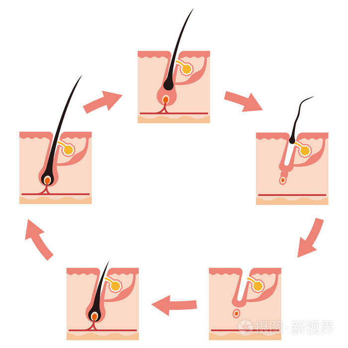 头发生长周期的插图
