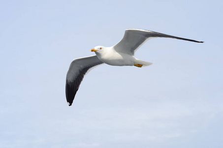 小鸟飞,天空背景照片