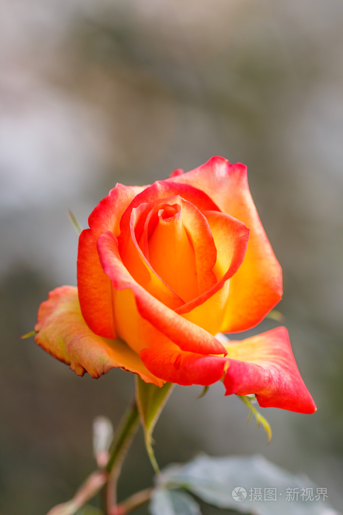 橙色美丽的玫瑰