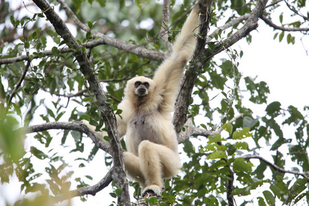 Lar 长臂猿或白交长臂猿 长臂猿 lar 在考艾国家公园，泰国