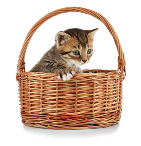 小猫正坐在柳条篮子