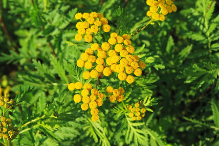 坦西Tanacetum Vulgare