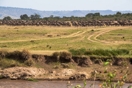 大迁徙。成群的海岸上的马拉河。肯尼亚非洲