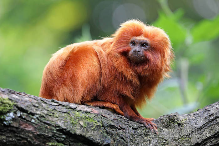 金黄狮子狨在自然关闭看法