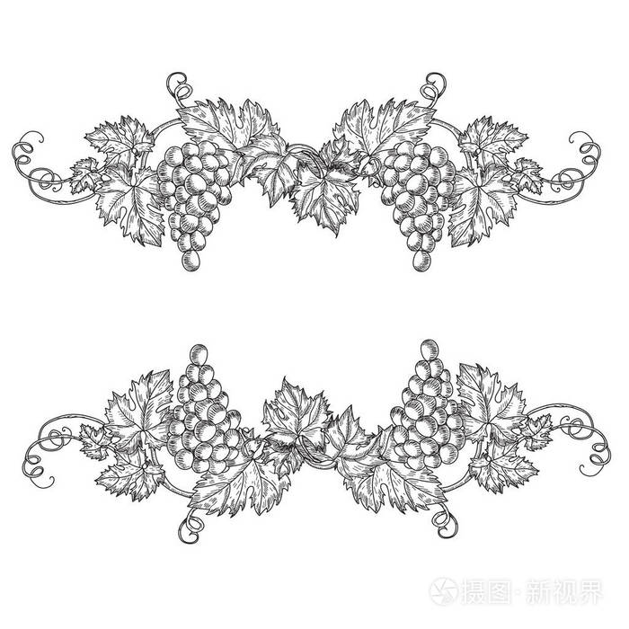 插画 手绘设置的矢量图的分支葡萄.藤草绘上孤立的白色背景.eps